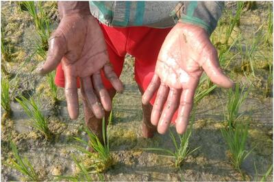 AgriStack - India's Digital Database For Farmers Stirs Fears About Privacy, Exclusion