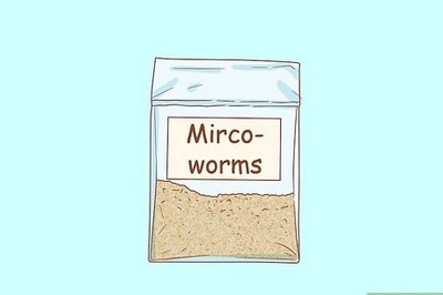How to Culture Microworms