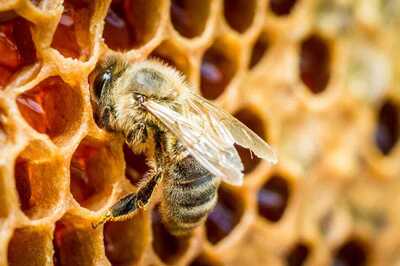 World's Largest Bee, 'The Flying Bulldog', Rediscovered After 40 Years in Indonesia
