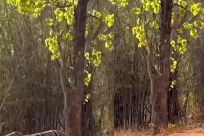 Adorable Tiger Cubs Following their Mother's Footsteps in the Wild Will Make You Smile