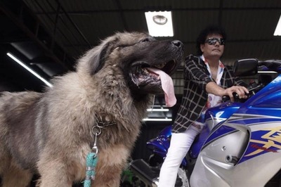 Bengaluru Man Buys Caucasian Shepherd For Rs 20 Crore. Do the 'Guard Dogs' Really Cost So Much?