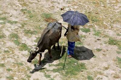 Farmer Calls Police to Trace Lost Buffalo in Madhya Pradesh