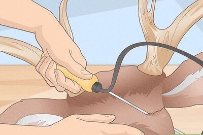 How to Mount Antlers