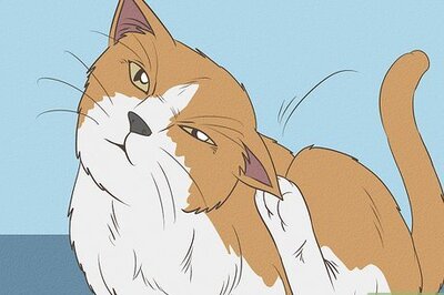 How to Get Rid of Harvest Mite Infestations in Cats