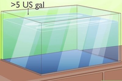 How to Grow Java Moss
