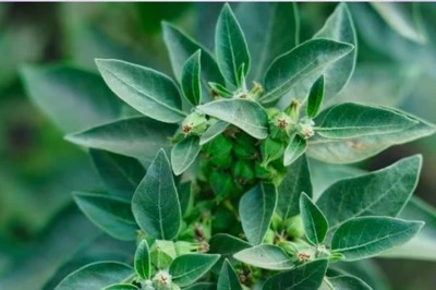 Sleep Gummies v/s Ashwagandha: Which Is Better; Know Benefits, Potential Risks