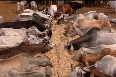 'Bible Allows Us to Eat Beef': Mizoram BJP Chief on New Cattle Rules