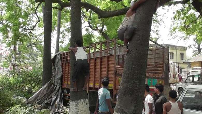 Bihar Licences Non-Alcoholic Palm Tree Drink to Discourage Toddy Consumption