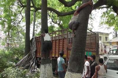 Bihar Licences Non-Alcoholic Palm Tree Drink to Discourage Toddy Consumption