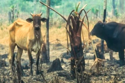 FIRs Will Be Lodged Against Farmers Abandoning Unproductive Cattle, Says UP Govt