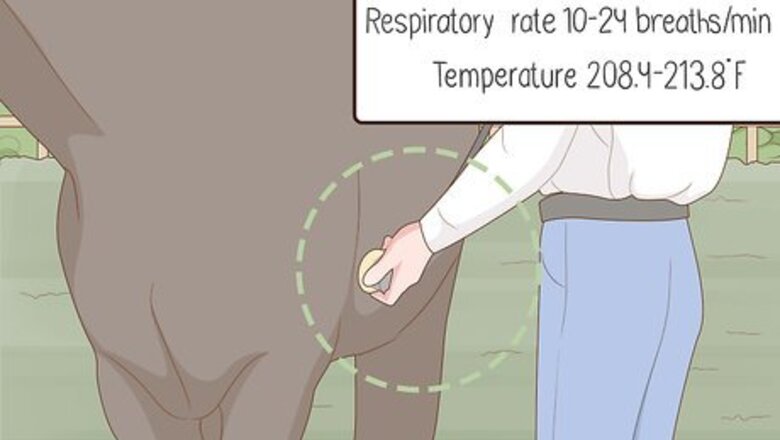 How to Know if Your Horse Is Sick