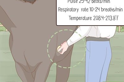How to Know if Your Horse Is Sick
