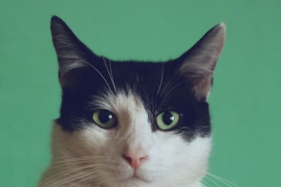 4 Tips On How To Take Care Of Your Dogs During Monsoons by Experts