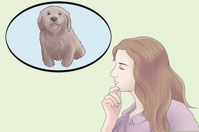 How to Raise a Balanced Puppy
