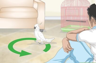 How to Bond with a Cockatoo