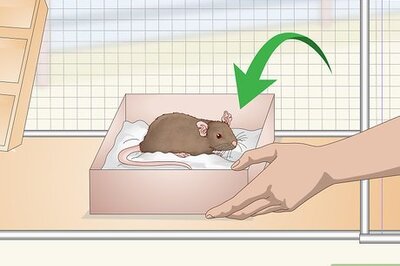 How to Provide Hiding Places for a Pet Rat