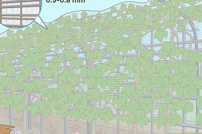 How to Protect Grapes from Insects