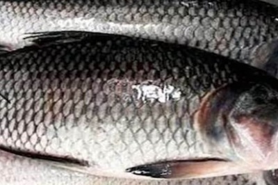 How One Cumin-sized Seed Can Grow A Fish Weighing 2 Kg