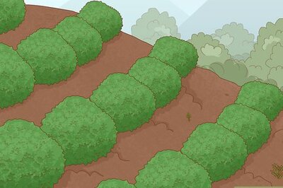How to Prevent Soil Erosion