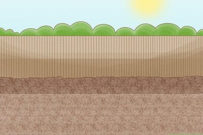 How to Grow Chestnut Trees from Seeds or Seedlings