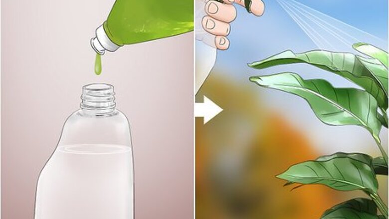 How to Get Rid of Earwigs