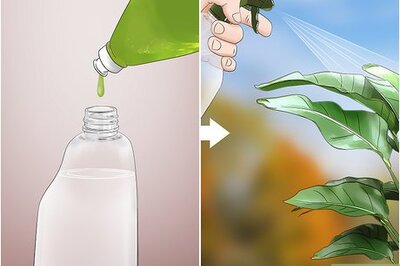 How to Get Rid of Earwigs