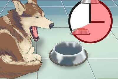 How to Get Rid of Flies Around Your Dog's Water and Food Bowls