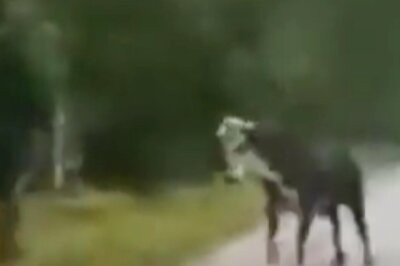 WATCH: Bull Scares Away Tiger, Escapes Paws of Death in Viral Video