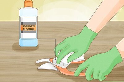 A Step-By-Step Guide on Propagating and Growing Inch Plant