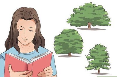 How to Identify Oak Trees