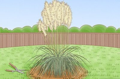 How to Dry Pampas Grass