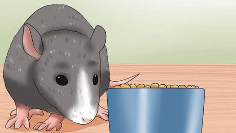 How to Care for a Pregnant Pet Rat