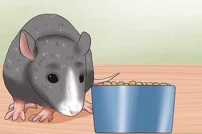How to Care for a Pregnant Pet Rat