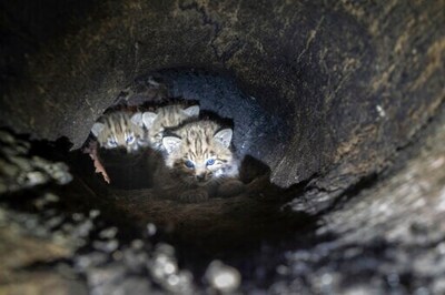 Unusual Bobcat Tree Den Found In California Fire Burn Zone