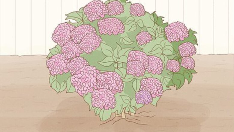 How to Grow Hydrangeas in a Pot