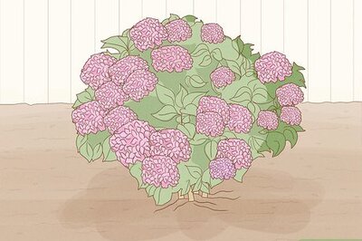 How to Grow Hydrangeas in a Pot