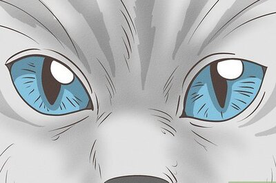 How to Identify a Ragdoll Cat