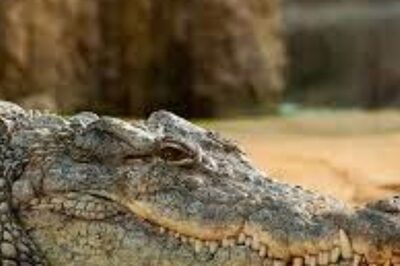 Baby Crocodile In Tamil Resident's Pool Leaves Locals Startled