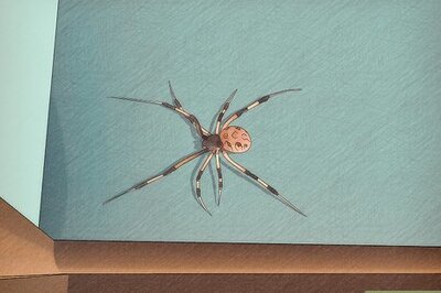 How to Identify a Brown Widow Spider