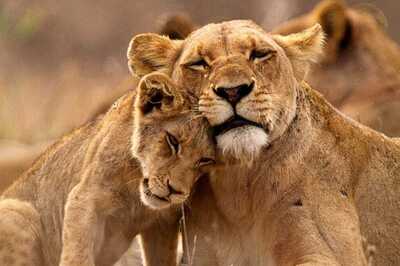 World Wildlife Day 2024: Theme, History, Significance, Quotes and Celebrations