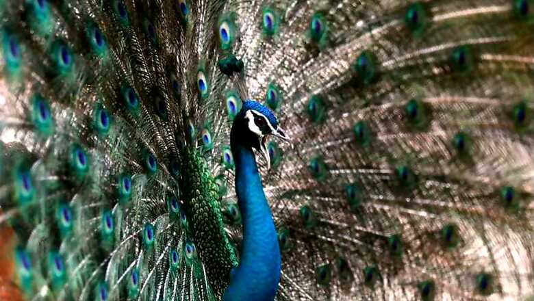 Dear Judge, In Times Of 'Cloacal Kiss', Peahen Has No Time for Peacock Tears