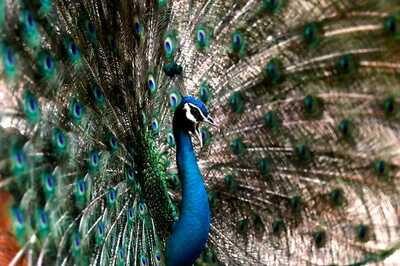 Dear Judge, In Times Of 'Cloacal Kiss', Peahen Has No Time for Peacock Tears