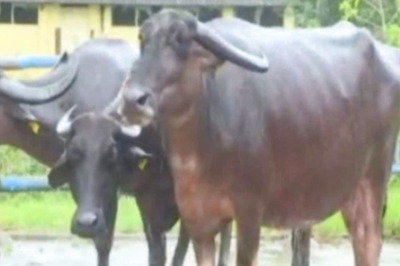 In Gujarat, 1st IVF Calf of Banni Buffalo Breed Born in Gir Somnath