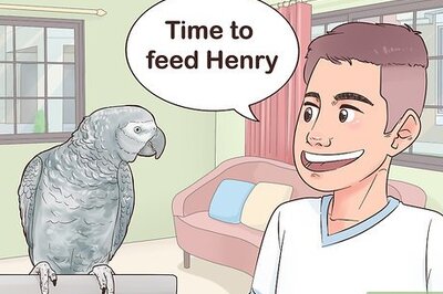 How to Encourage an African Grey Parrot to Speak