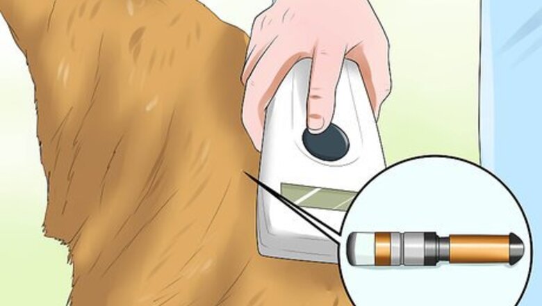 How to Ship a Pet to the UK