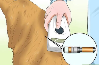 How to Ship a Pet to the UK