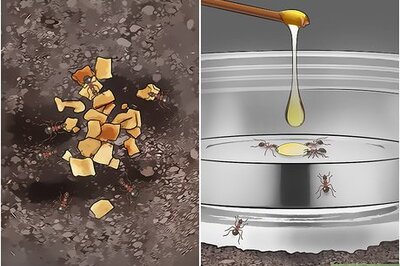 How to Care for Ants