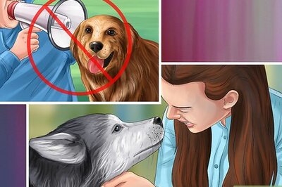 How to Give Your Dog Healthy Attention