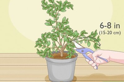 How to Preserve Boxwood Cuttings