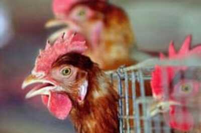 Holy cow! This calf gobbles up chicks